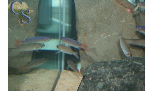 Cyprichromis leptosoma utinta